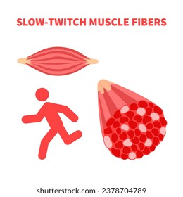 Lento tipo de fibra de músculo rojizo. Estructura del tejido muscular esquelético humano para la resistencia. El deporte y el concepto de salud. Ilustración vectorial médica.