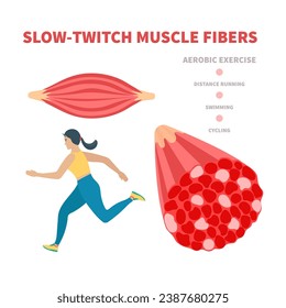 Lento tipo de fibra de músculo rojizo. Estructura del tejido muscular esquelético humano para el ejercicio aeróbico. Fisiología del corredor de maratón. El deporte y el concepto de salud. Ilustración vectorial médica. 