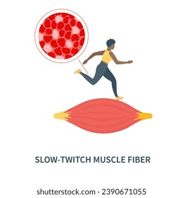 Slow twitch red muscle fiber type. Human skeletal muscular tissue structure for endurance. Sport and health concept. Medical vector illustration.