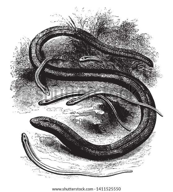 Slow worm
is common in Europe and the slow worm resembles a snake, vintage
line drawing or engraving
illustration.