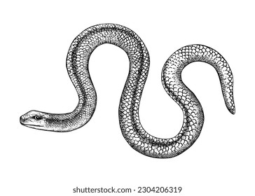 Slow worm vector sketch. Hand drawn wildlife illustration in engraved style. Legless lizards isolated on white background. Black and white mammal animal drawing for print, poster, card, cover.