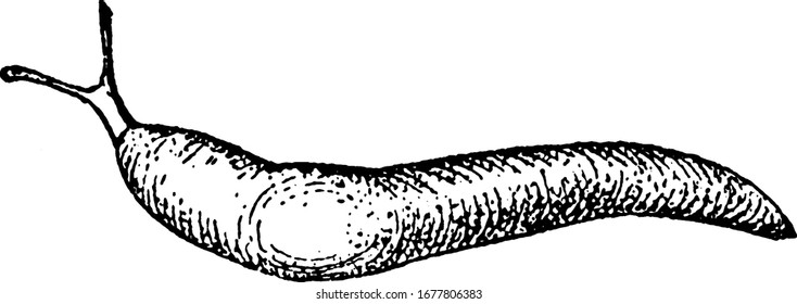 The slug, gastropod mollusc with a very reduced shell, or no shell, are a species of small air-breathing land slug and a major pest to tobacco plants, vintage line drawing or engraving illustration.