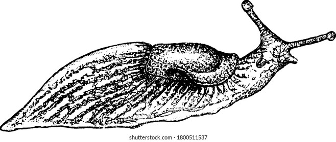 Slug, or land slug, is a common name for any apparently shell-less terrestrial gastropod mollusc, vintage line drawing or engraving illustration.
