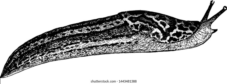 Slug, Vintage Engraved Illustration Drawing