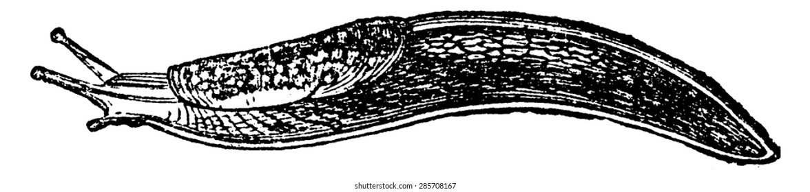 Slug, Vintage Engraved Illustration. Natural History Of Animals, 1880.
