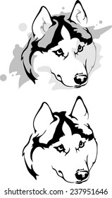sly glance dog breed Siberian Husky
