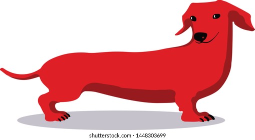 Sly red dachshund on a white background. Vector image