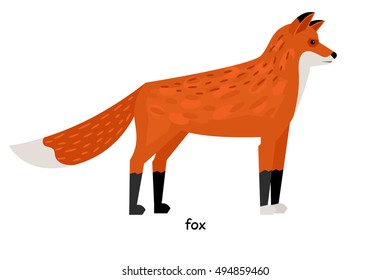 Sly red fox with a fluffy tail
