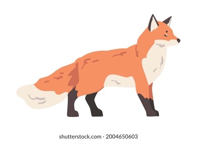 Sly Red Fox, Wild Predator Forest Mammal Animal Cartoon Vector Illustration