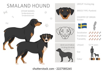 Smaland Hound clipart. All coat colors set.  All dog breeds characteristics infographic. Vector illustration