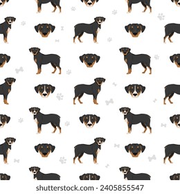 Smaland Hound seamless pattern. All coat colors set.  All dog breeds characteristics infographic. Vector illustration