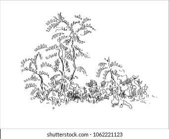 Small acacias sketch silhouette isolated on white background. Vector illustration