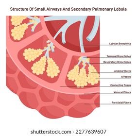 Small airways and secondary pulmonary lobule structure. Alveoli, bronchiole and pleura. Cross section of a lung. Anatomy of human body, respiratory system studying. Flat vector illustration.