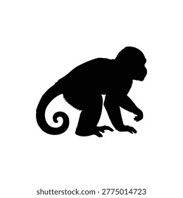 Small animal Capuchin monkey from BraziL silhouette vector flat design on white background.
