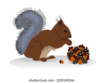 small animal Squirrel with a fluffy tail gnaws nuts, acorns, cones, mushrooms on a white isolated background.Colorful flat illustration for childrens creativity, winter walks, Christmas fairy tales.