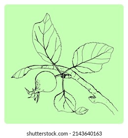 Small apple on a branch. Line sketch. Vector illustration.