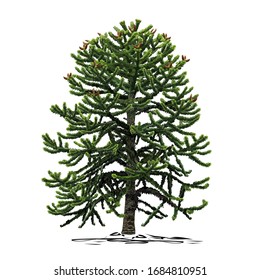 A small araucaria tree (Araucaria L.), a colored vector image on a white background