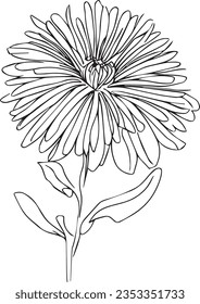 small aster flower line art