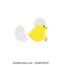 small baby bird emergence from egg, cracked shell in laying hens nest,Chicken hatching stages. Newborn little cute chick,Easter chicks concept.