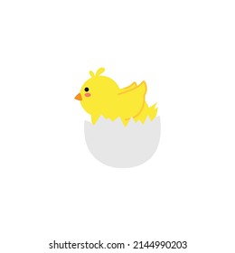 small baby bird emergence from egg, cracked shell in laying hens nest,Chicken hatching stages. Newborn little cute chick,Easter chicks concept.