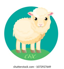 Small baby white ewe stands on green grass
