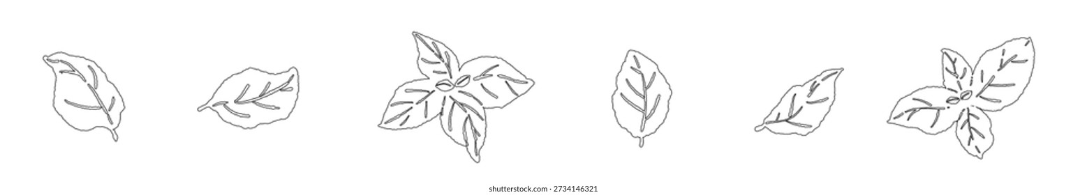 Pequeña línea de hojas de albahaca divisor