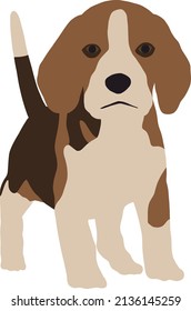A small beagle puppy with long ears stands in full growth