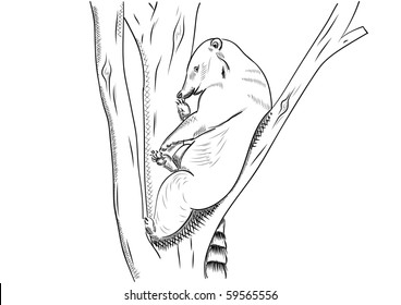 small bear known as coati