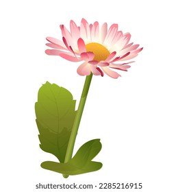 Small beautiful spring daisy, white pink, decor element, cards, congratulations, easter, mother's day, spring holidays