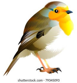 small bird
