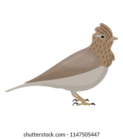 
Small bird in brown color with pointed head known as skylark 
