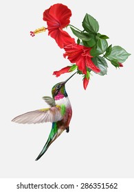 small bird hummingbird and bright red rose hibiscus