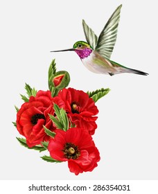 small bird hummingbirds and red poppies