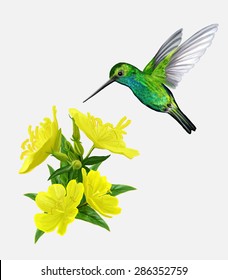 small bird hummingbirds and yellow flowers