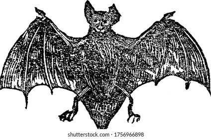 A small bird like animal, resembling a mouse, are mammals of the order Chiroptera; with their forelimbs adapted as wings, the only mammals naturally capable of true and sustained flight, vintage.