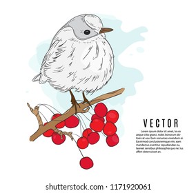 Small bird on a twig vector illustration. Nature botanical sketch. Winter holidays print. Little bird red viburnum tree wildlife clipart