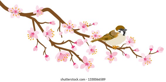 Small bird perch on cherry blossom branch -House Sparrow