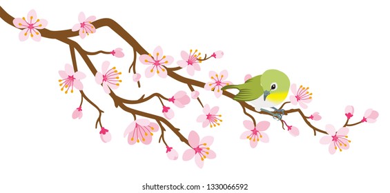 Small bird perch on cherry blossom branch -Zosterops japonicas