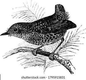 A small bird perched on a small branch, with distinct eyes, long legged and a pointed bill, vintage line drawing or engraving illustration.