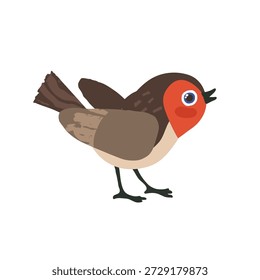 Small bird with red breast and brown feathers. Robin standing on a white background. Vector illustration