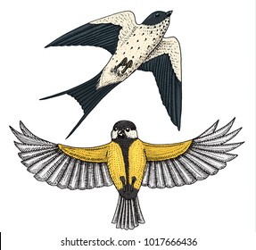 Small birds of barn swallow or martlet and parus or titmouse or great tit in Europe. Exotic tropical animal icons. Use for wedding, party. engraved hand drawn in old sketch.