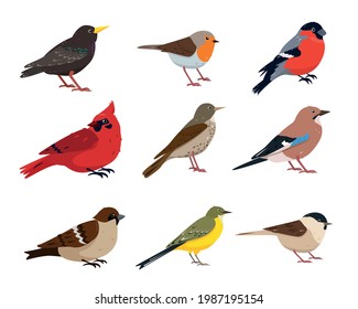 Small Birds collection. Sparrow, thrush, wagtail, red cardinal, robin, jay, chickadee, bullfinch and starling bird in different poses. Vector icons illustration isolated on white background.
