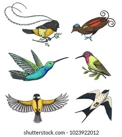 Small birds of paradise, barn swallow or martlet and parus or titmouse, hummingbird, rufous and white-necked Jacobin. Exotic tropical animals. Use for wedding, party. engraved hand drawn in old sketch