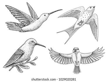 Small birds of paradise, barn swallow or martlet and parus or titmouse or great tit in Europe. Exotic tropical animal icons. Use for wedding, party. engraved hand drawn in old sketch.