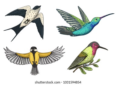 Small birds of paradise, barn swallow or martlet and parus or titmouse or great tit in Europe. Exotic tropical animal icons. Use for wedding, party. engraved hand drawn in old sketch.