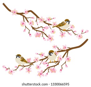Small birds perch on cherry blossom branch -House Sparrow, Two branches set