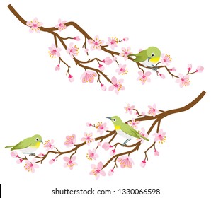 Small birds perch on cherry blossom branch -Zosterops japonicas, Two branches set