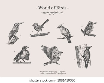 Small birds vector drawings set