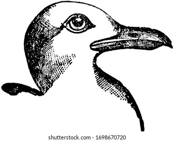 Small Black Backed Gull is inhabiting all parts of the world, vintage line drawing or engraving illustration.