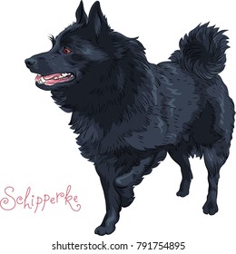 Small black dog Schipperke breed standing, looking in the side, lifting his paw